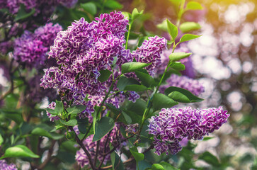 Bright lilac flowers branches on bush with green leaves. Early spring in nature. Spring content.