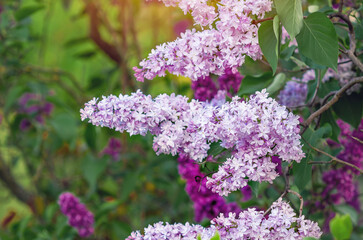 Light lilac flowers, branches on bush with green leaves against purple lilac. Flower screensaver.