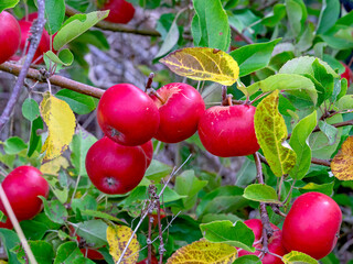 Apples ripening on a tree branch, variety Discovery