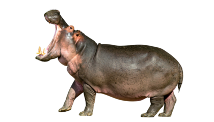 Imposing African Hippopotamus in a full-body view, captured with its mouth wide open, revealing powerful jaws and large tusks, isolated on a clean white background.