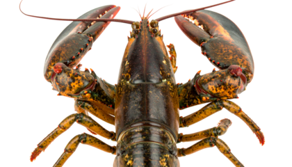 Close-up of a large live lobster with claws raised, fresh raw seafood ingredient isolated on a pure white background for culinary concepts.
