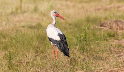stork in the grass