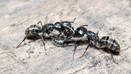 ant on the ground