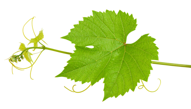 A single fresh grapevine leaf with curling tendrils and new growth on a stem, isolated on white background.