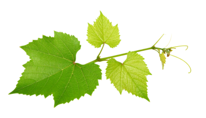A vibrant green grape vine branch with new leaves and tendrils, isolated on a white background, representing growth and nature