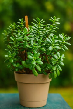 Jade dollar plant, Crassula ovata