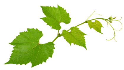 Vibrant Green Grapevine Sprig with Lush Leaves