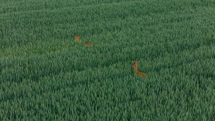 roe deer in wheat