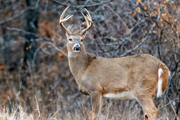 A White-tailed Deer Buck with fall/winter foliage