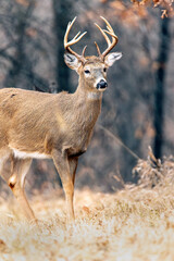 A White-tailed Deer Buck with fall/winter foliage
