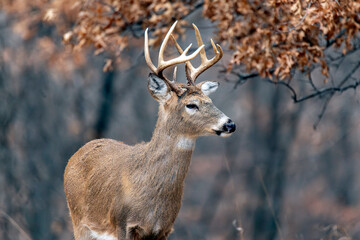 A White-tailed Deer Buck with fall/winter foliage