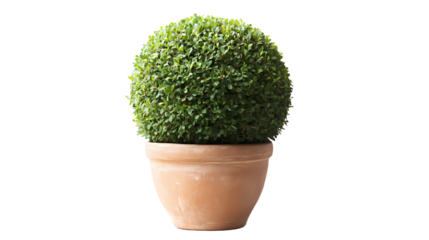 Spherical Bush in Ceramic Pot Isolated transparent on white background