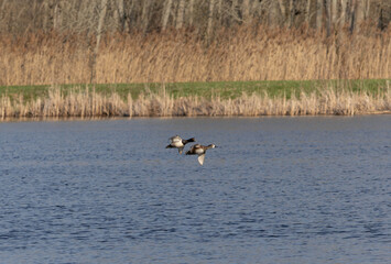 Ring Billed Duck Flying