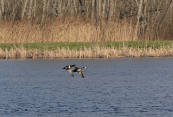 Ring Billed Duck Flying 2