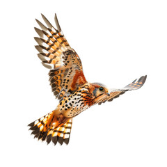 Fototapeta premium A vibrant hawk soars against a stark black background. Its wings are outstretched, showcasing a striking pattern of brown, orange, and white. Sharp, detailed markings create a dynamic image of flight