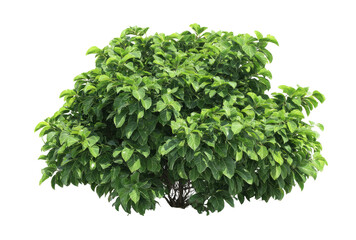 Obraz premium Dense, lush green shrub with many small leaves