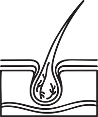 Hair Growth Process Outline | Hair Follicle Anatomy Line Art | Hair Follicle Icon Illustration