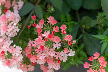 Verbena flowers Verbena x hybrida. Clusters of pink and red verbena flowers bloom in soft tones. A...