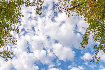 Blue sky with white clouds framed by green and yellow tree branches.