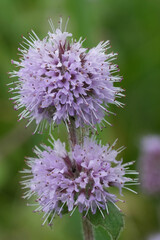 Close-Up of Purple Mint Flowers