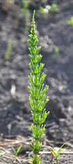 Horsetail field (Equisetum arvense) grows in nature.