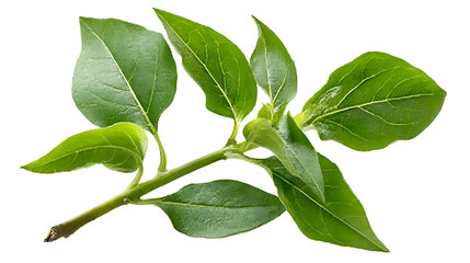 Obraz premium Close-up green ashwagandha plant twig isolated on white background