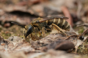 Closeup on a female green metallic Bronze furrow bee, Halictus confusus