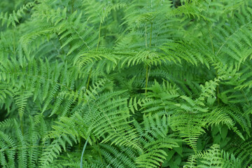 Closeup on the lush green foliage of the cosmopolitan fern, Pteridium aquilinum
