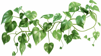 Fresh green pothos vine. Natural leafy plant for decoration and design.