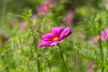 Cosmos bipinnatus Cosmos Single Bloom. A single vivid pink Cosmos flower stands tall against a...