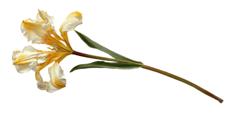 Pale yellow flower with green stem, isolated on black