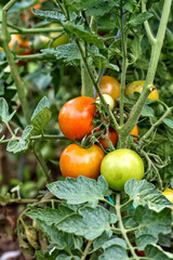 A vibrant close-up of a tomato plant with several ripening fruit, showing a mix of green and reddish-orange tomatoes.