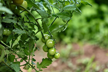 A bunch of small, round, green tomatoes growing on a vine, with a soft-focus background.