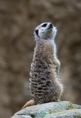 Fototapeta premium meerkat on the lookout