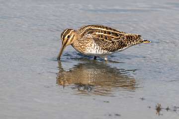 Bécassine des marais,Gallinago gallinago, Common Snip