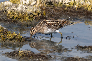 Bécassine des marais, Gallinago gallinago, Common Snip