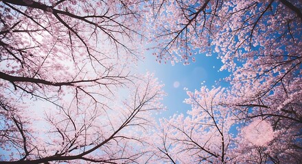 Obraz premium Beautiful Cherry Blossoms Blooming Against a Clear Blue Sky Inspiring Tranquility and Springtime Joy