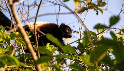 Fototapeta premium A black and white lemur is gracefully positioned high in a lush tree canopy, showcasing the intricate details of its fur and its surroundings.
