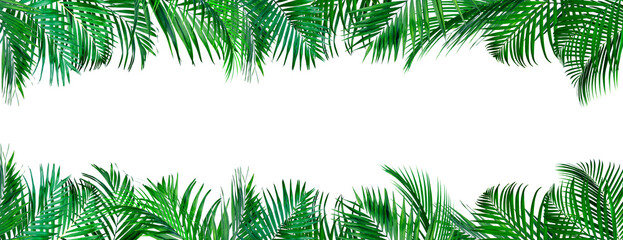 Bright green palm leaves on white background. Tropical plant