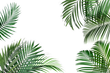 Bright green palm leaves on white background. Tropical plant