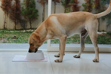 A light-colored dog is shown drinking water from a white pet bowl that sits on a pink...