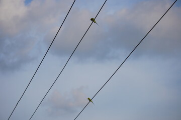 Two Birds on Diagonal Power Lines – Minimalist Wildlife Scene Against Cloudy Blue Sky