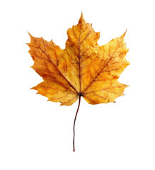 Fototapeta premium Close-up of a vibrant autumn maple leaf. Dried, golden-yellow hue, sharply defined edges, single leaf against a black background. Detailed veins visible
