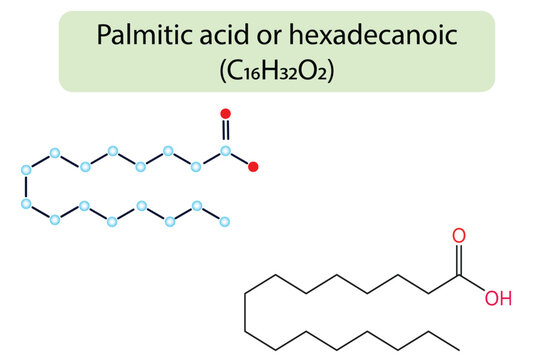 Molecular formula of palmitic acid. Chemical structure of palmitic acid Chemistry Diagram
