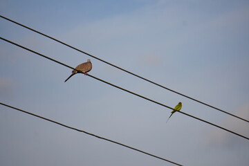 An Oriental Turtle Dove and A Rose-ringed Parakeet are perched on a utility line