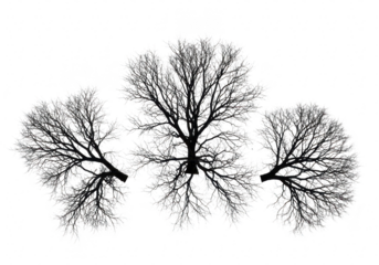 Three bare trees isolated on transparent background