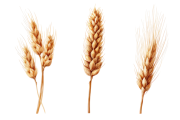 Three stylized wheat ears, light beige,  detailed illustration