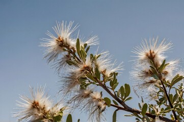 Fototapeta premium Mountain Mahogany tree branch with feathery seed plumes, isolated with background