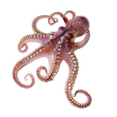 Detailed close-up of a purple octopus with many tentacles and suckers