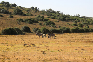group of zebras grazing in african safari park